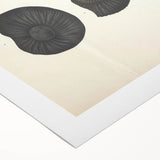 Vintage Animal Art: Ammonite Fossil Illustration Art Prints