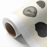 Vintage Animal Art: Ammonite Fossil Illustration Art Prints