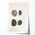 Vintage Animal Art: Ammonite Fossil Illustration Art Prints