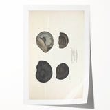 Vintage Animal Art: Ammonite Fossil Illustration Art Prints