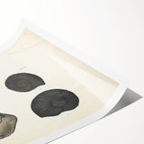 Vintage Animal Art: Ammonite Fossil Illustration Art Prints