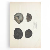 Vintage Animal Art: Ammonite Fossil Illustration Art Prints
