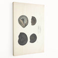 Vintage Animal Art: Ammonite Fossil Illustration Art Prints
