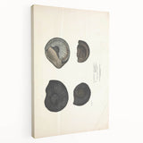 Vintage Animal Art: Ammonite Fossil Illustration Art Prints