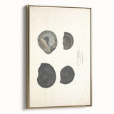 Vintage Animal Art: Ammonite Fossil Illustration Art Prints