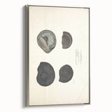 Vintage Animal Art: Ammonite Fossil Illustration Art Prints
