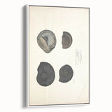 Vintage Animal Art: Ammonite Fossil Illustration Art Prints