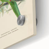 Vintage Animal Art: Parrot Illustration Art Print