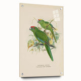 Vintage Animal Art: Parrot Illustration Art Print