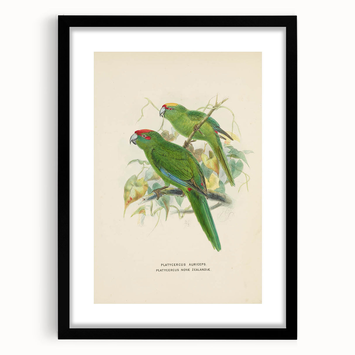 Vintage Animal Art: Parrot Illustration Art Print