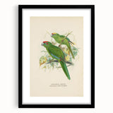 Vintage Animal Art: Parrot Illustration Art Print