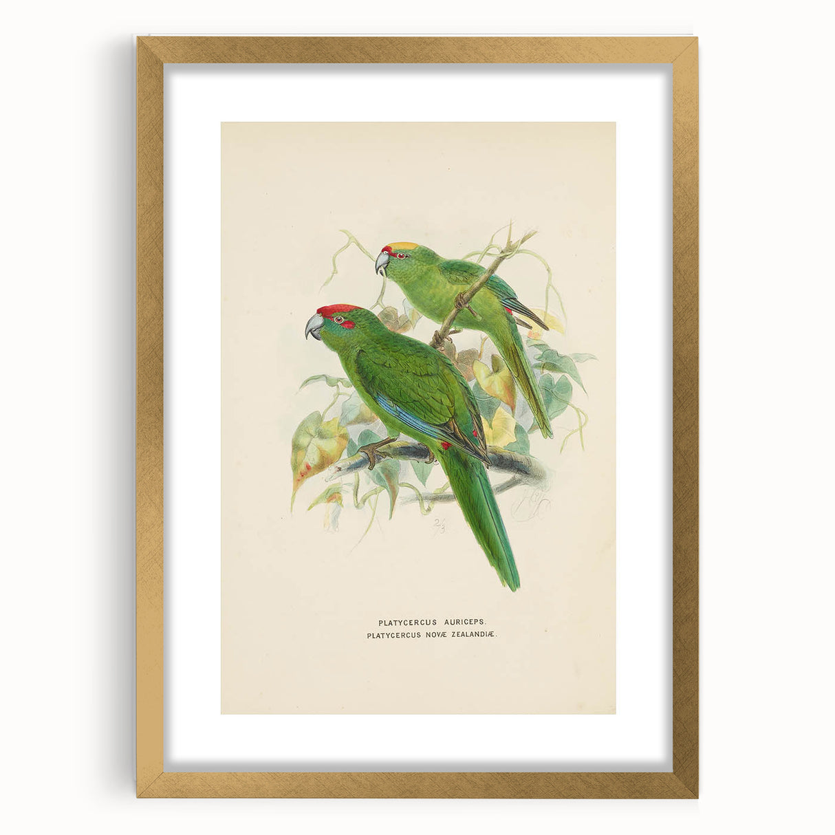 Vintage Animal Art: Parrot Illustration Art Print