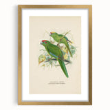Vintage Animal Art: Parrot Illustration Art Print