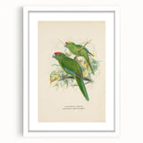 Vintage Animal Art: Parrot Illustration Art Print