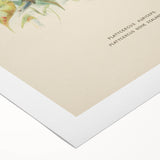 Vintage Animal Art: Parrot Illustration Art Print