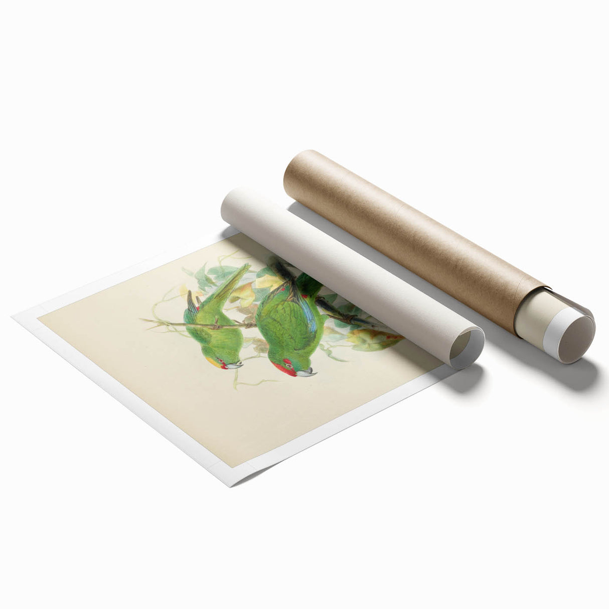 Vintage Animal Art: Parrot Illustration Art Print
