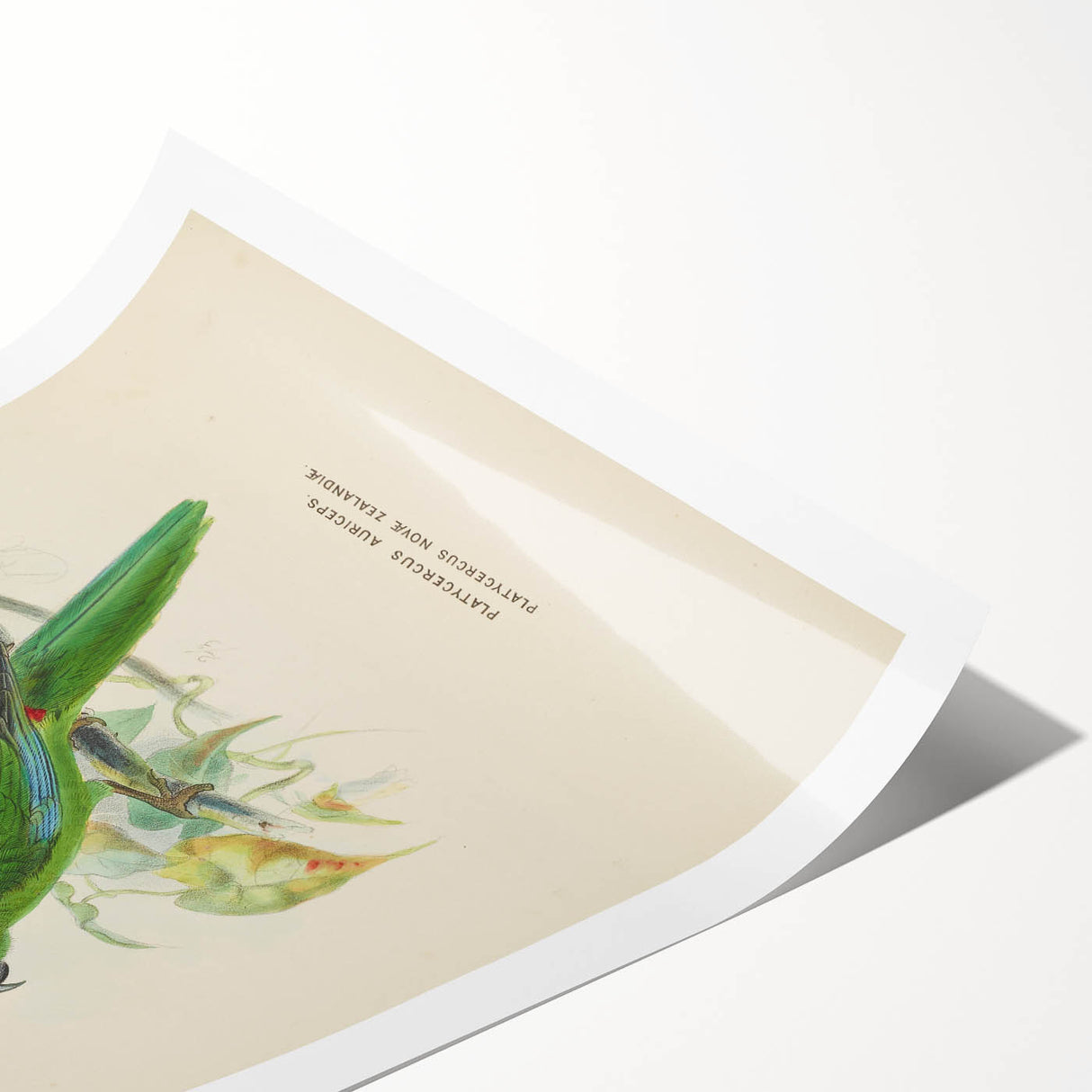Vintage Animal Art: Parrot Illustration Art Print