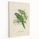 Vintage Animal Art: Parrot Illustration Art Print