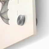 Vintage Animal Art: Murine Bat Illustration Art Prints