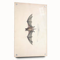 Vintage Animal Art: Murine Bat Illustration Art Prints