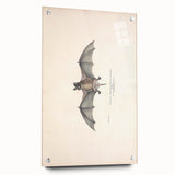 Vintage Animal Art: Murine Bat Illustration Art Prints