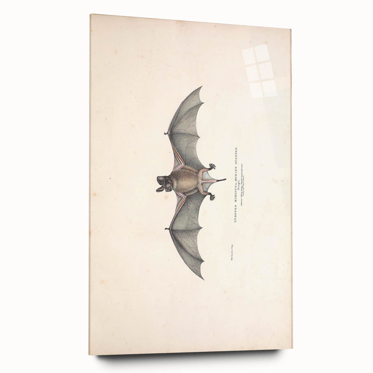 Vintage Animal Art: Murine Bat Illustration Art Prints