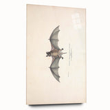 Vintage Animal Art: Murine Bat Illustration Art Prints
