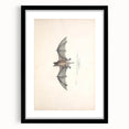 Vintage Animal Art: Murine Bat Illustration Art Prints