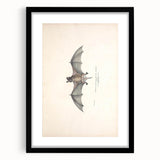 Vintage Animal Art: Murine Bat Illustration Art Prints