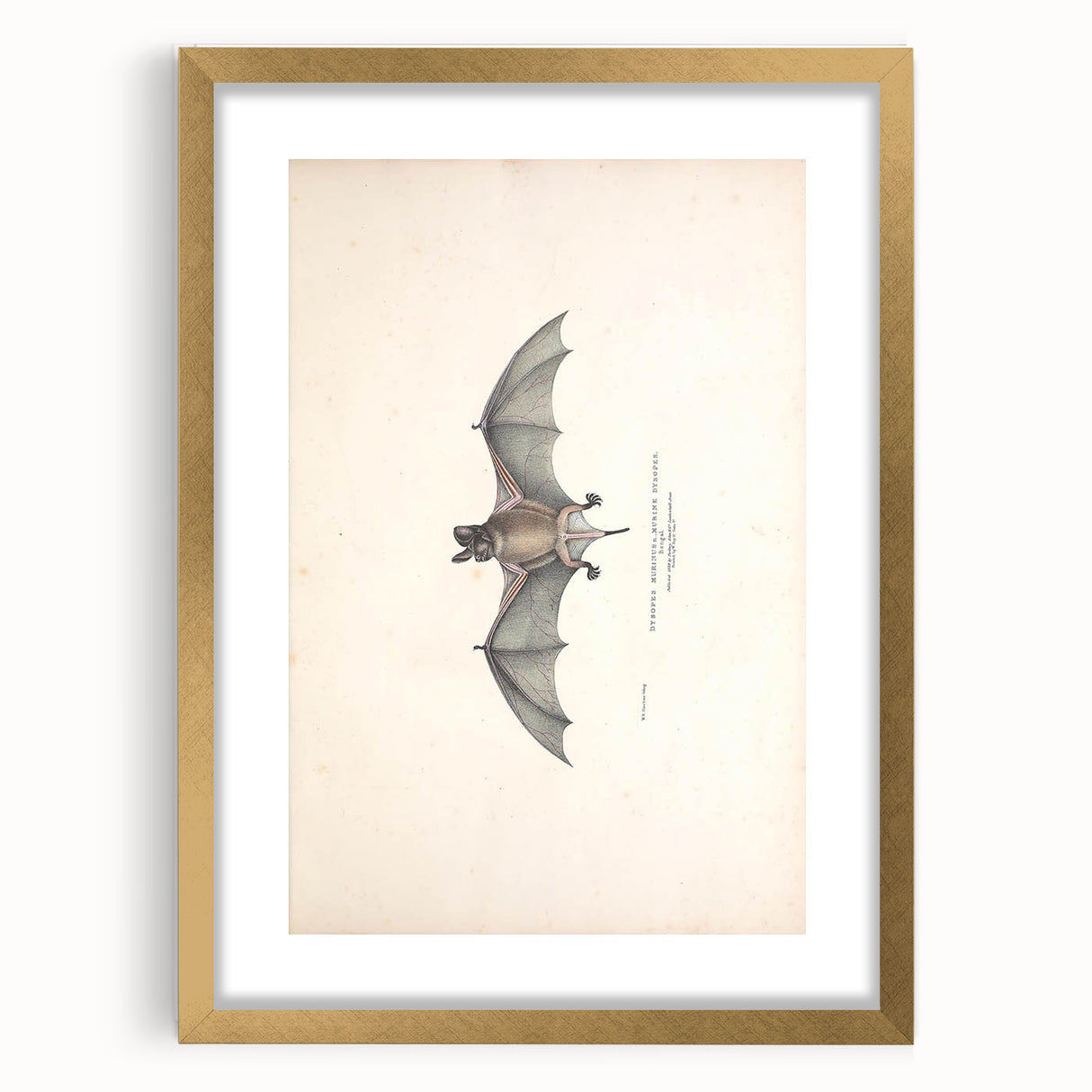 Vintage Animal Art: Murine Bat Illustration Art Prints