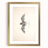Vintage Animal Art: Murine Bat Illustration Art Prints