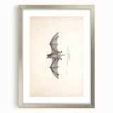 Vintage Animal Art: Murine Bat Illustration Art Prints