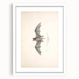 Vintage Animal Art: Murine Bat Illustration Art Prints
