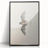 Vintage Animal Art: Murine Bat Illustration Art Prints