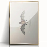Vintage Animal Art: Murine Bat Illustration Art Prints