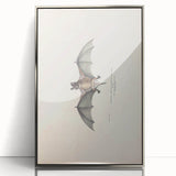 Vintage Animal Art: Murine Bat Illustration Art Prints