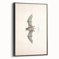 Vintage Animal Art: Murine Bat Illustration Art Prints