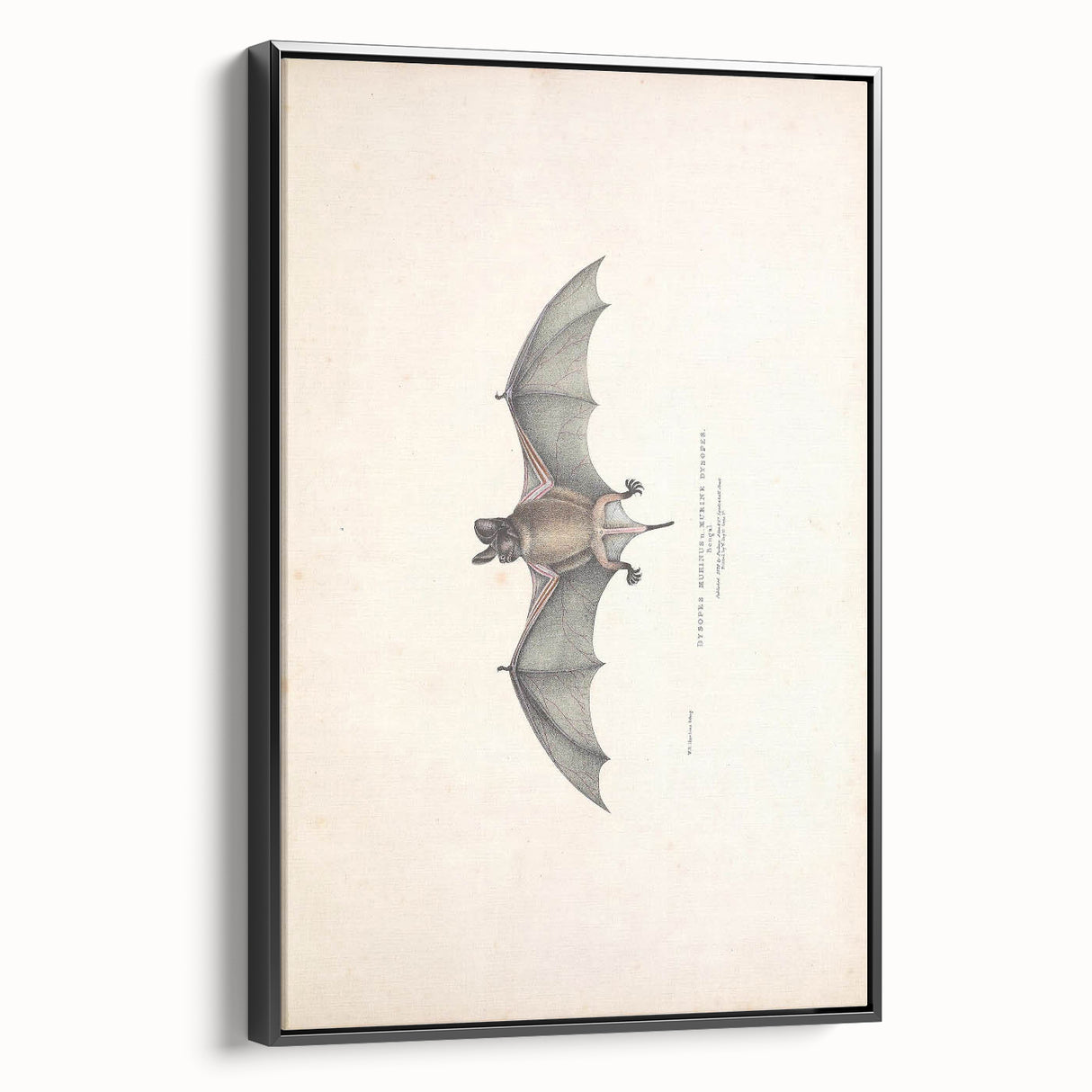 Vintage Animal Art: Murine Bat Illustration Art Prints