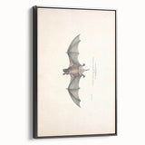 Vintage Animal Art: Murine Bat Illustration Art Prints