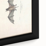 Vintage Animal Art: Murine Bat Illustration Art Prints
