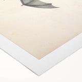 Vintage Animal Art: Murine Bat Illustration Art Prints
