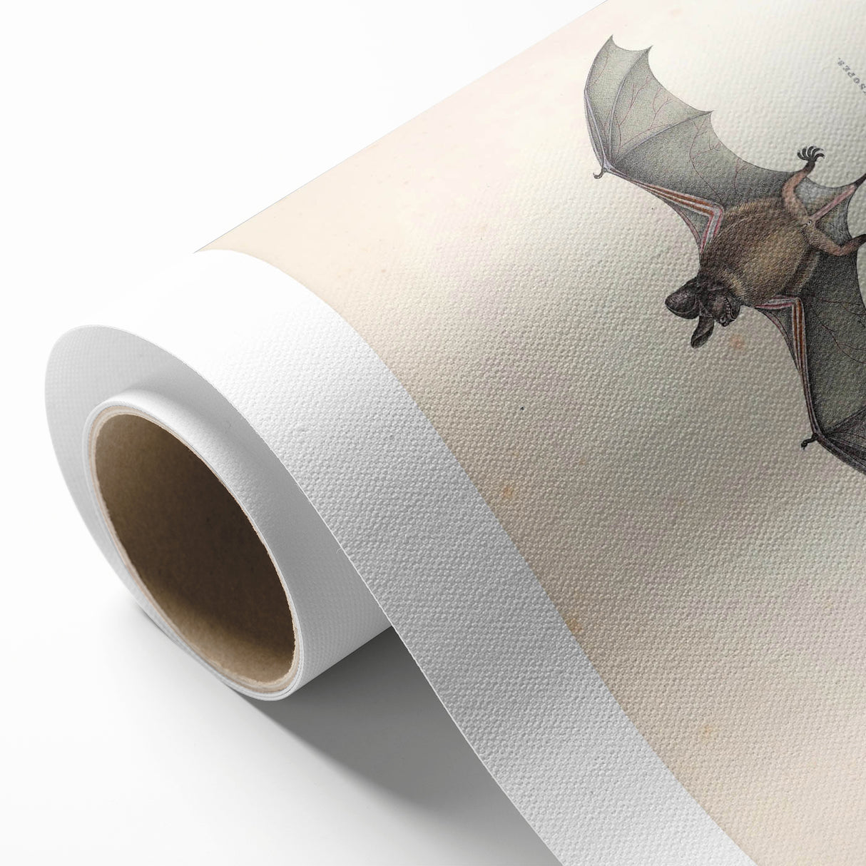 Vintage Animal Art: Murine Bat Illustration Art Prints