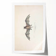 Vintage Animal Art: Murine Bat Illustration Art Prints