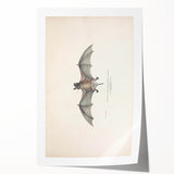 Vintage Animal Art: Murine Bat Illustration Art Prints