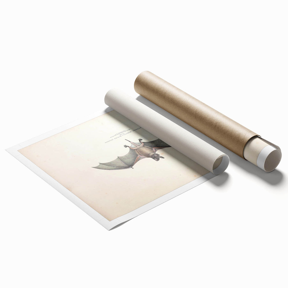 Vintage Animal Art: Murine Bat Illustration Art Prints