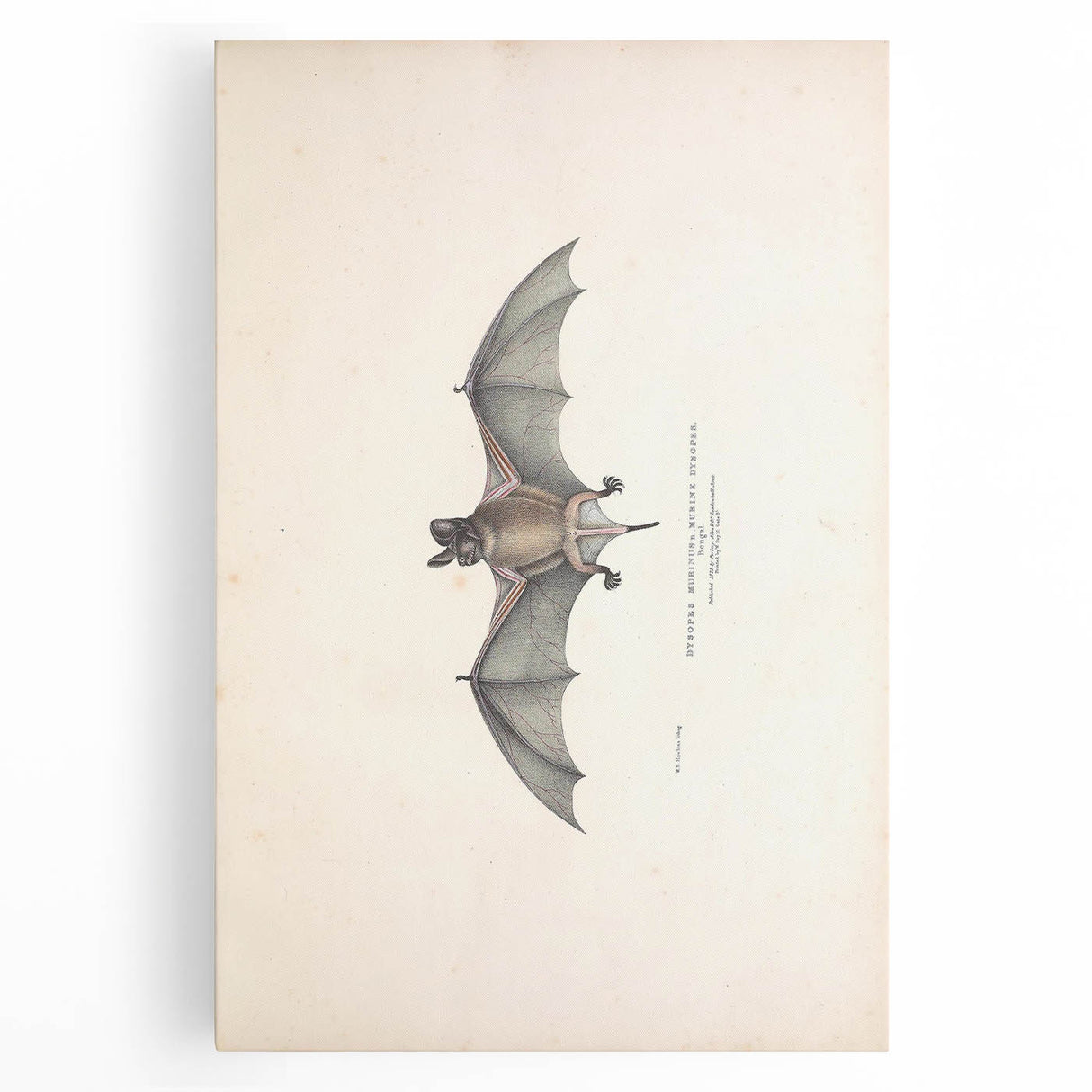 Vintage Animal Art: Murine Bat Illustration Art Prints