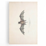 Vintage Animal Art: Murine Bat Illustration Art Prints