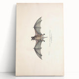 Vintage Animal Art: Murine Bat Illustration Art Prints