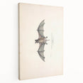 Vintage Animal Art: Murine Bat Illustration Art Prints