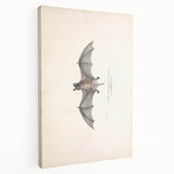 Vintage Animal Art: Murine Bat Illustration Art Prints